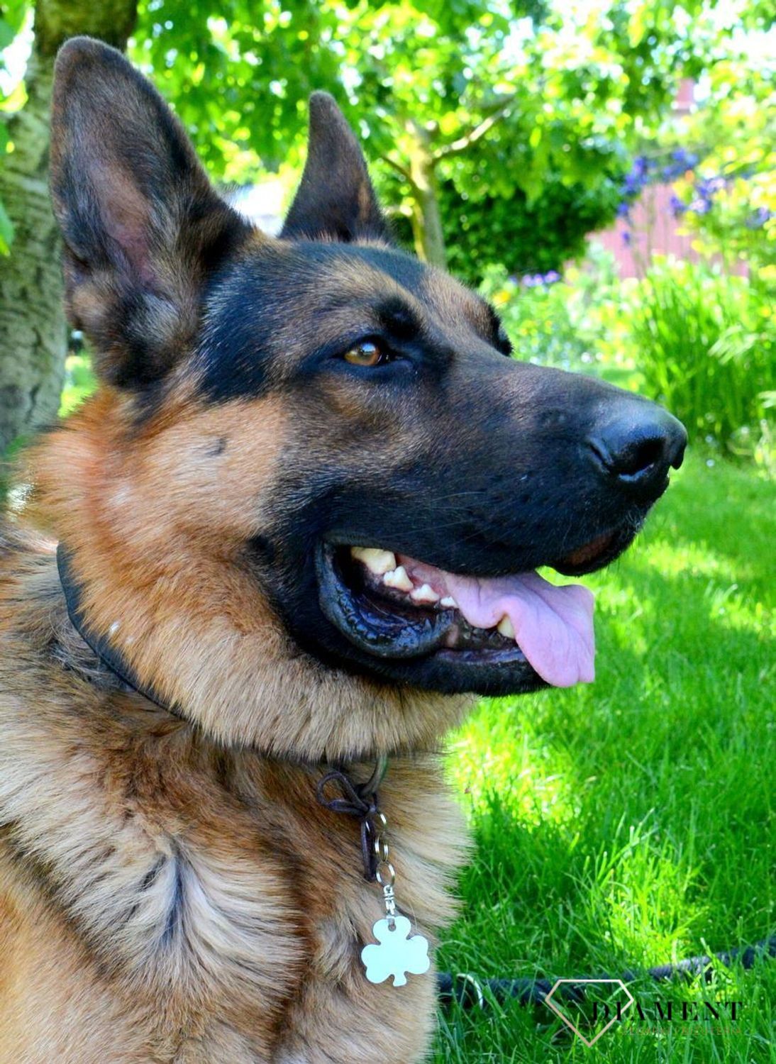 Blaszka dla pupila koniczynka 3,2 cm z miejscem na grawer Koniczynka silver L Blaszka w formie adresówki, identyfikatora dla psa. Blaszka z miejscem na grawer. Na adresówce możemy wygrawerować np. imię psa i nr tel.jpg